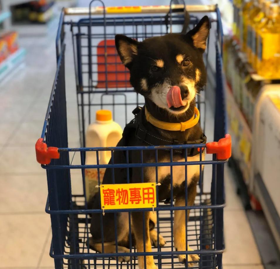 狗狗后部被插入“木棍”，还缠着大量胶带，被救后又遭遗弃