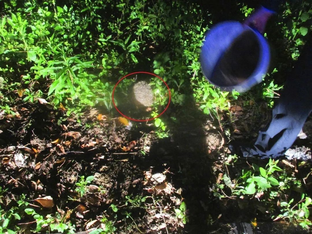 路上遇到小刺球,路遇小刺球怎么处理