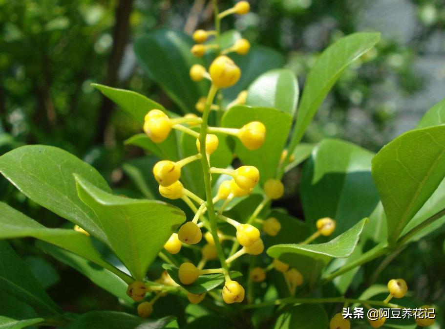 刚买的米兰怎么养才长得好,新买的米兰怎么养才能长得快