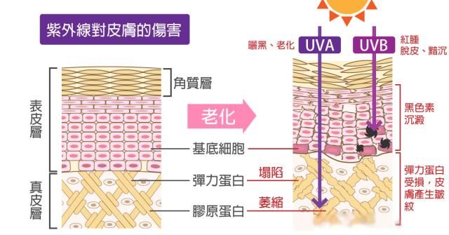 控油清洁毛孔,清洁控油收缩毛孔步骤