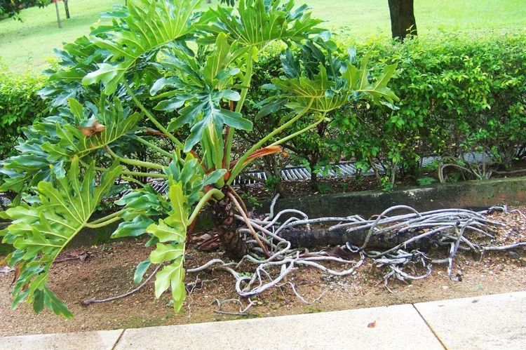 100种常见观叶植物图鉴史上最全,农村常见的100种植物