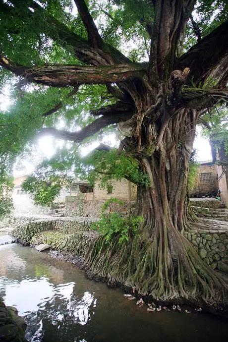 漳州南靖云水谣旅游攻略几公里,福建漳州南靖云水谣之旅