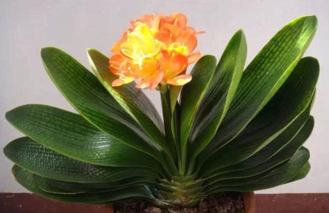 冬季如何养君子兰长得快,室内养君子兰怎么养比较好