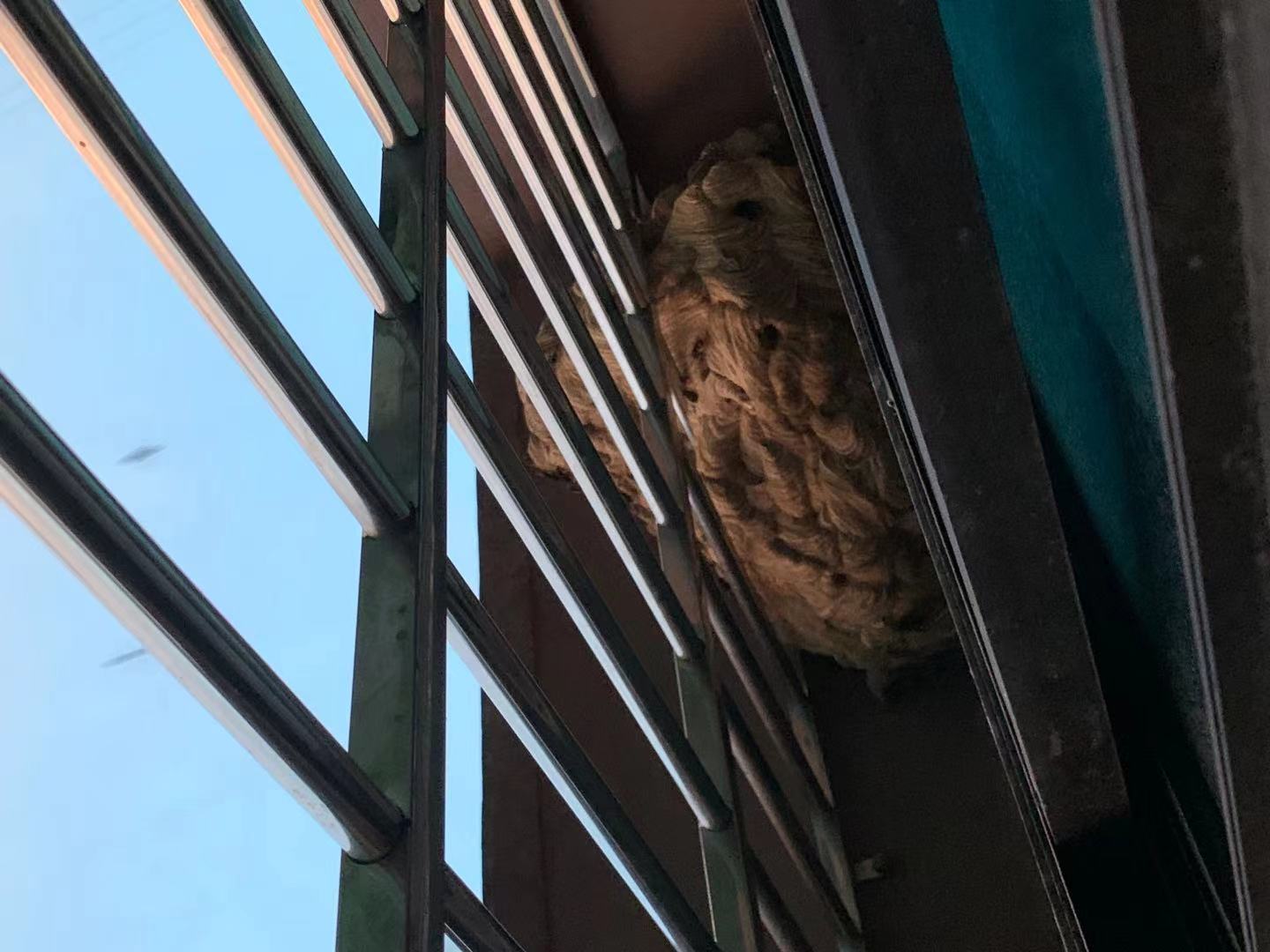 贵阳多地惊现此物，消防“连锅端”