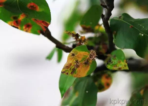 梨树春季如何预防病虫危害,梨树病虫害发生时间与防治方案