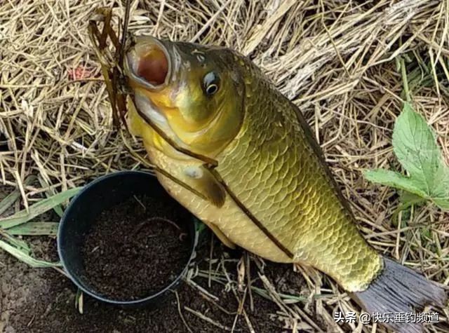 春季野钓钓鱼选择什么位置最好,春季野钓河流怎么选钓位