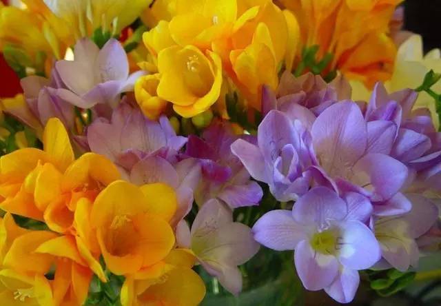 一花一世界的兰花,一花一世界的蝴蝶兰