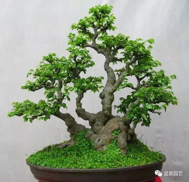 榆树盆景艺术欣赏,老桩榆树盆景欣赏