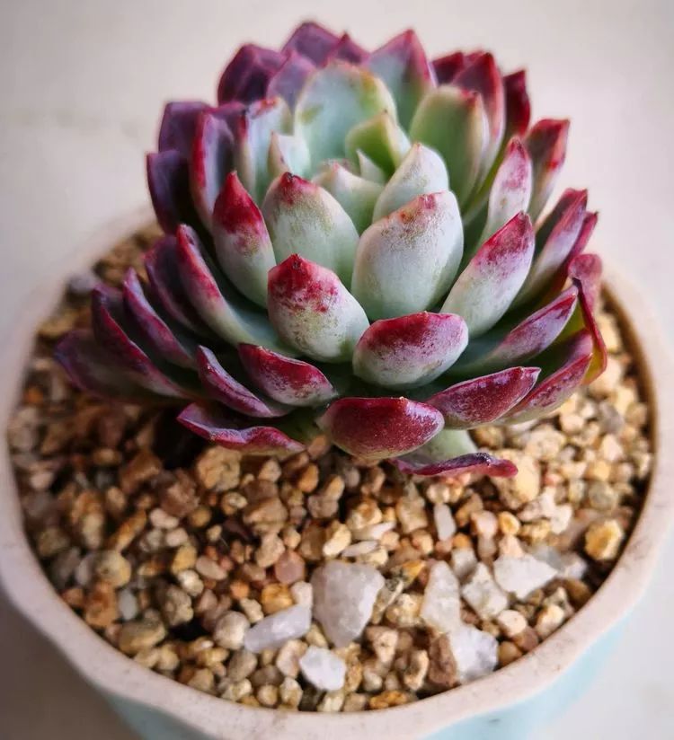 一花一叶一世界多肉,一花一世界多肉之美