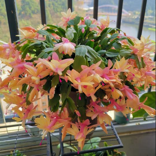 10种“吉利花”，“穷养”才能长大，越挤越壮实，越大越“旺家”