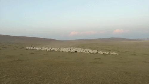 巴盟羊为什么好吃,锡盟羊的特征