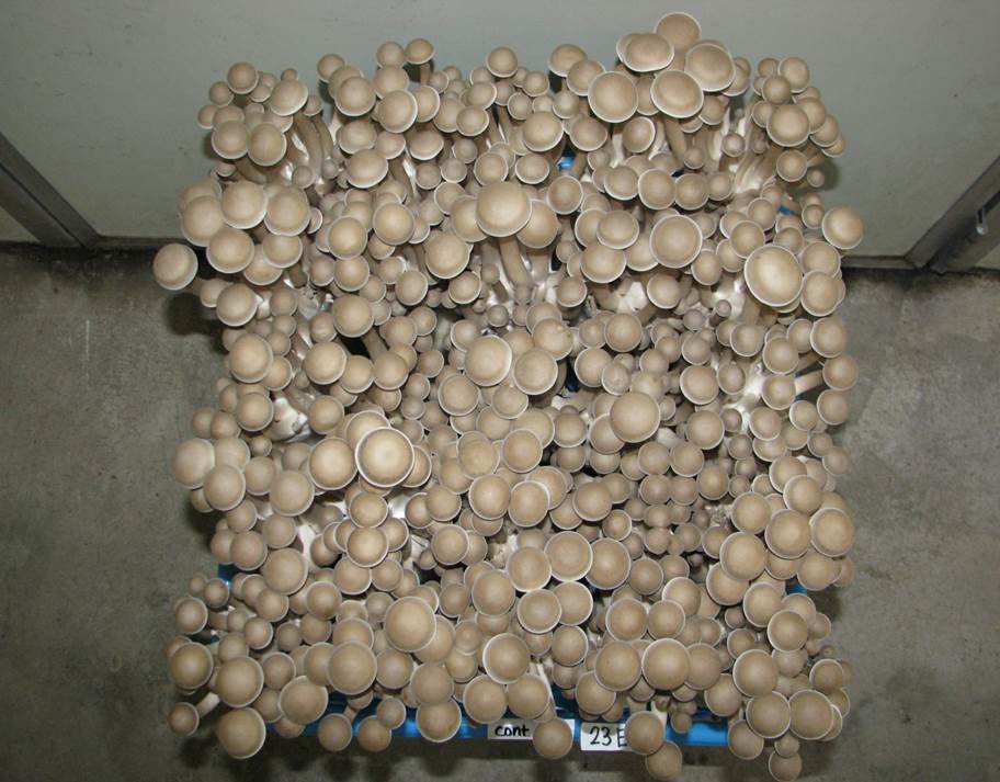 鹿茸菇干菇工厂化包装,河南鹿茸菇工厂化种植