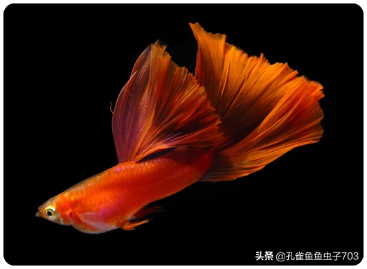 孔雀鱼要怎么买,买孔雀鱼注意哪些事项呢