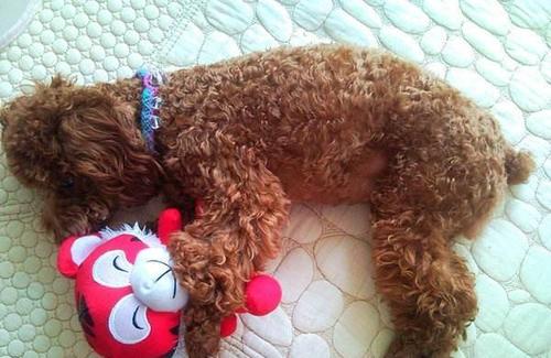 泰迪犬拉稀有什么方法治,泰迪犬吃羊奶拉稀怎么办