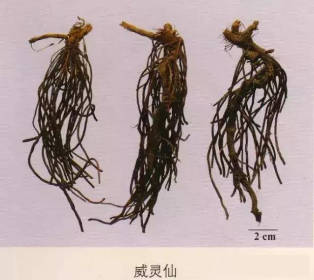 中药材图片大全大图带药名,200多味中药材图谱带图