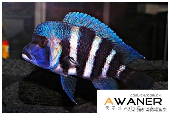 慈鲷品种及图片,慈鲷科都有哪些厉害的品种