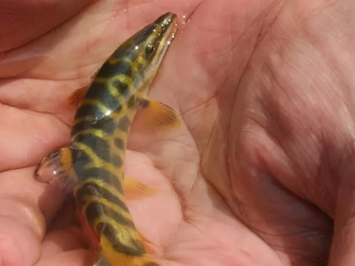 稀奇鱼类绿色泥鳅,长江稀有泥鳅