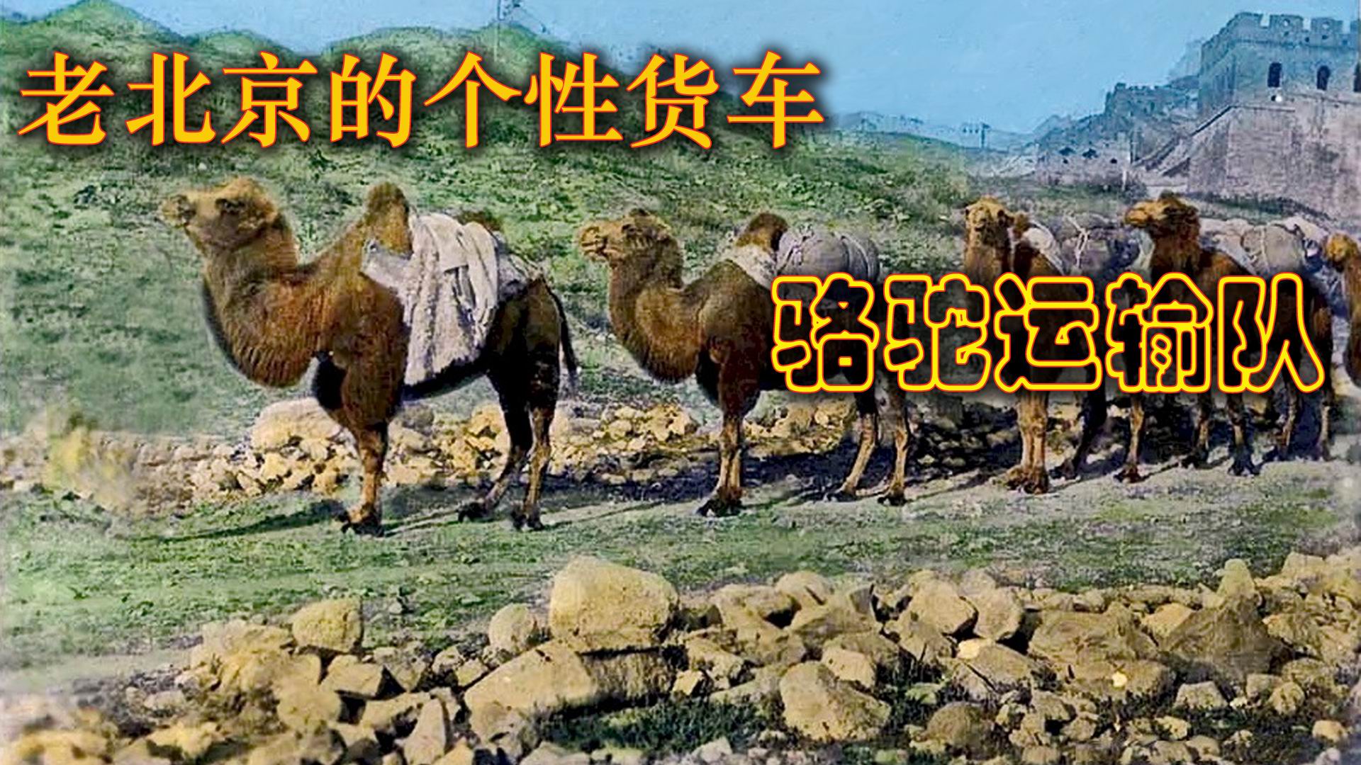 老北京的个性货车，骆驼运输队