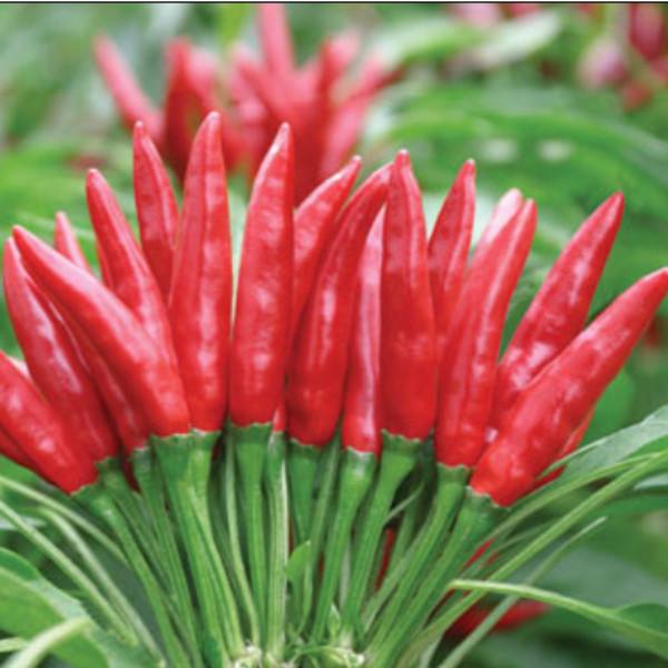 内黄到辣椒大县,内黄从红枣之乡到辣椒大县