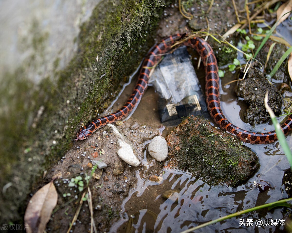 院子里有蛇种什么树花能驱蛇,农村房屋周边的蛇怎么驱除
