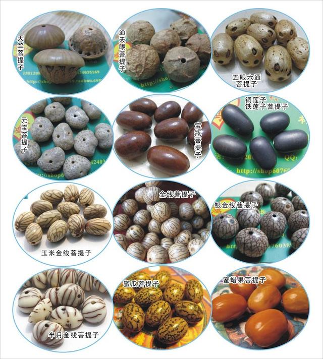 菩提含义和作用有哪些特点,菩提分类和戴法