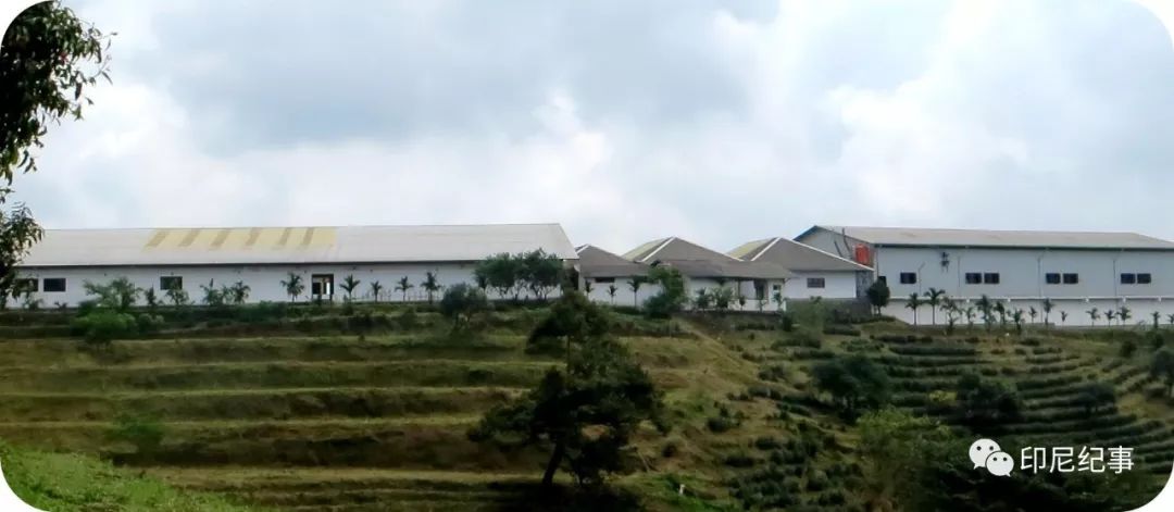 印尼苏门答腊乌龙茶特点,印尼苏门答腊乌龙茶