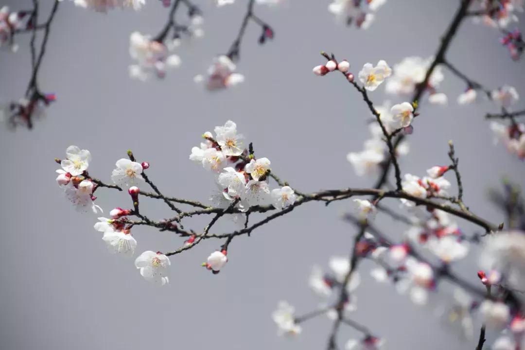 世间最风雅的茶,人生雅趣莫过于诗酒花茶