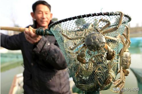 农村养殖致富小创业项目有哪些,2022年农业种植养殖政府扶持项目