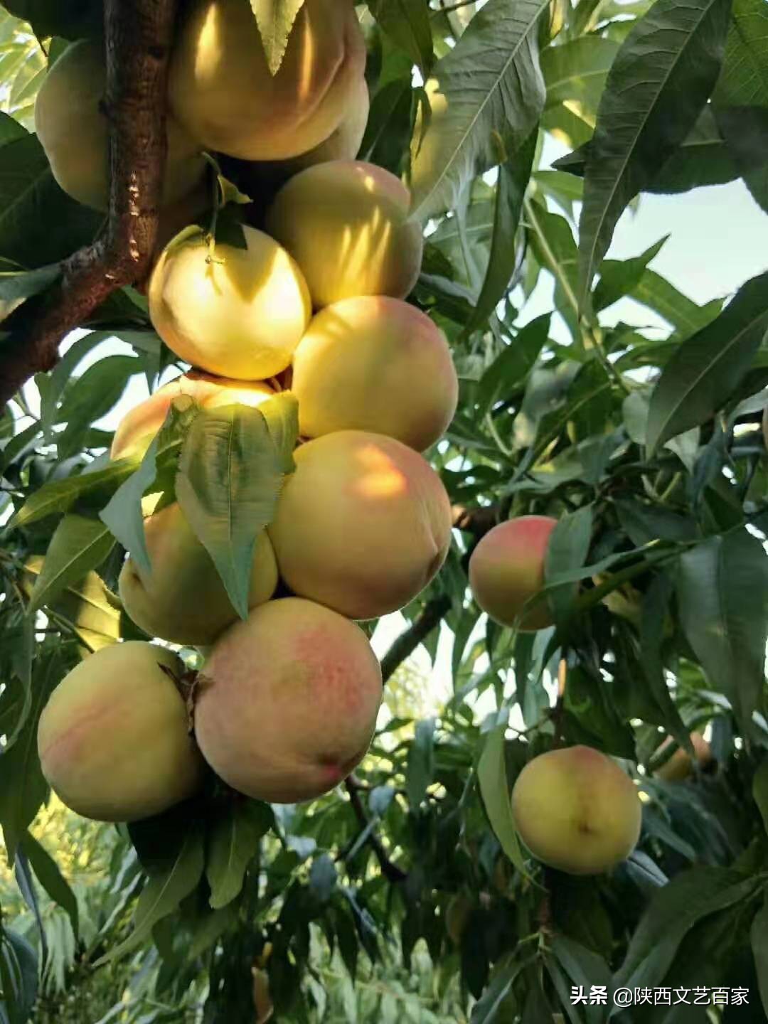 高标准农田土壤改良方法,李宝智三农在线直播