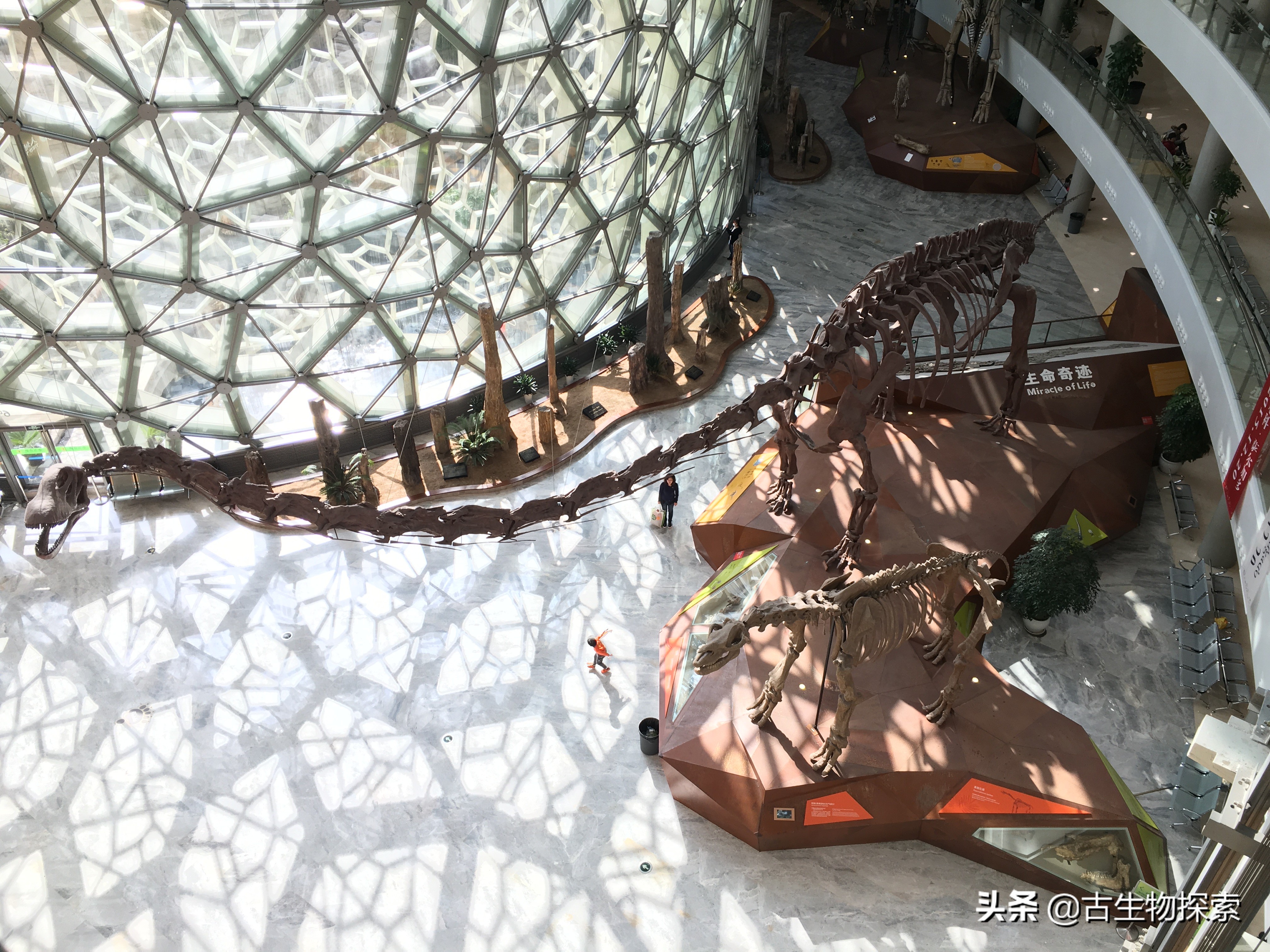 六具令人难以置信的恐龙化石,中国最新发现的恐龙化石