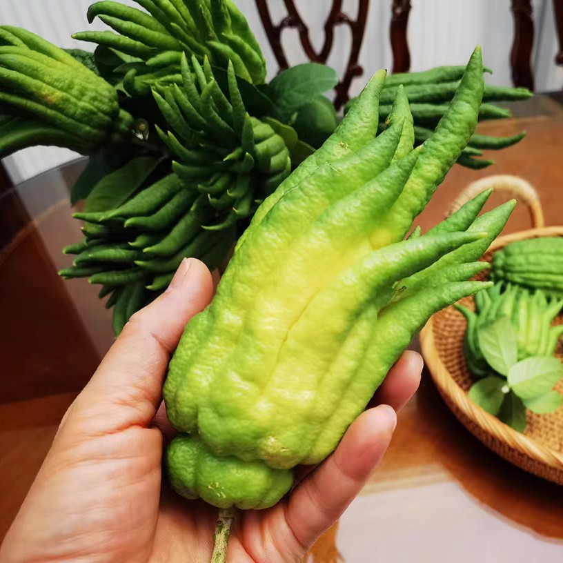 小时候怎么没听说过佛手瓜,佛手瓜和佛手不是一种东西吧