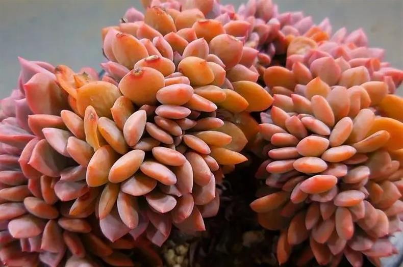 多肉老桩干货集锦，压轴的全是逆天极品!