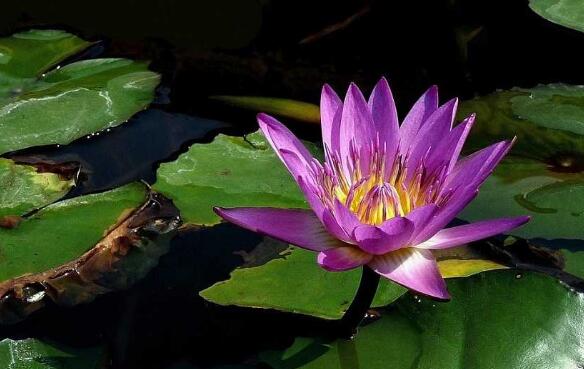 睡莲只有根茎的睡莲水培养殖方法,睡莲养殖方法水培需要晒太阳吗