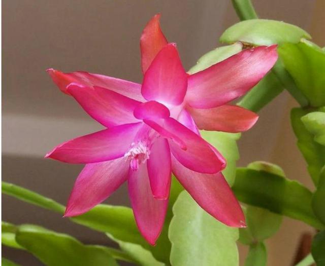 假昙花蟹爪兰仙人指哪个开花期长,仙人指和蟹爪兰的花有什么区别