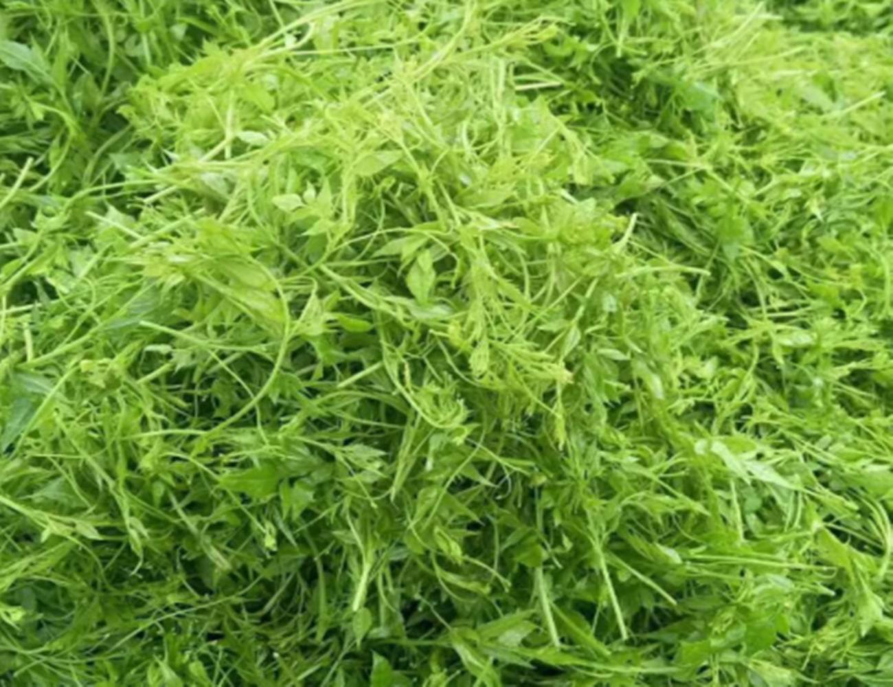 茅岩莓茶百科介绍,茅岩莓茶古法