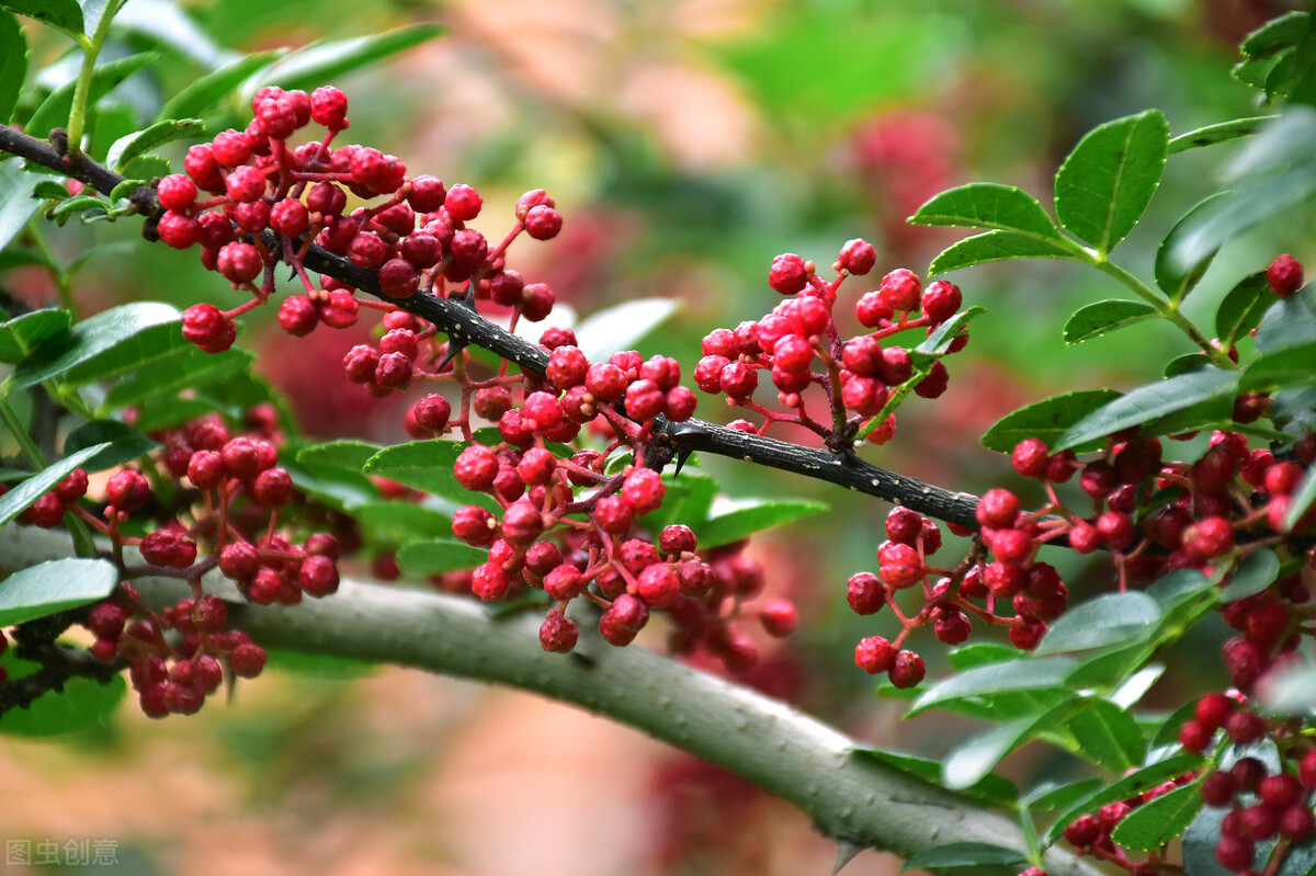 狼牙棒花可以栽家里吗,狼牙棒适合种什么花