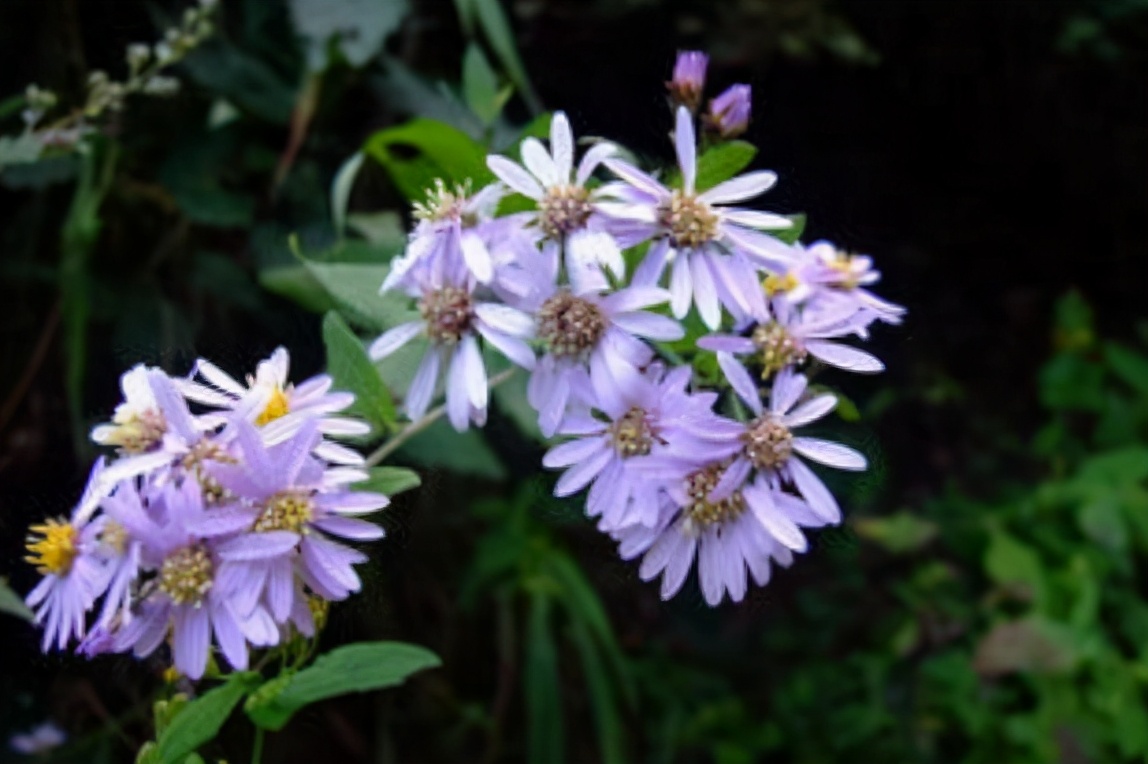 专治干咳久咳的中药材,干咳咳不出来痰吃什么中药