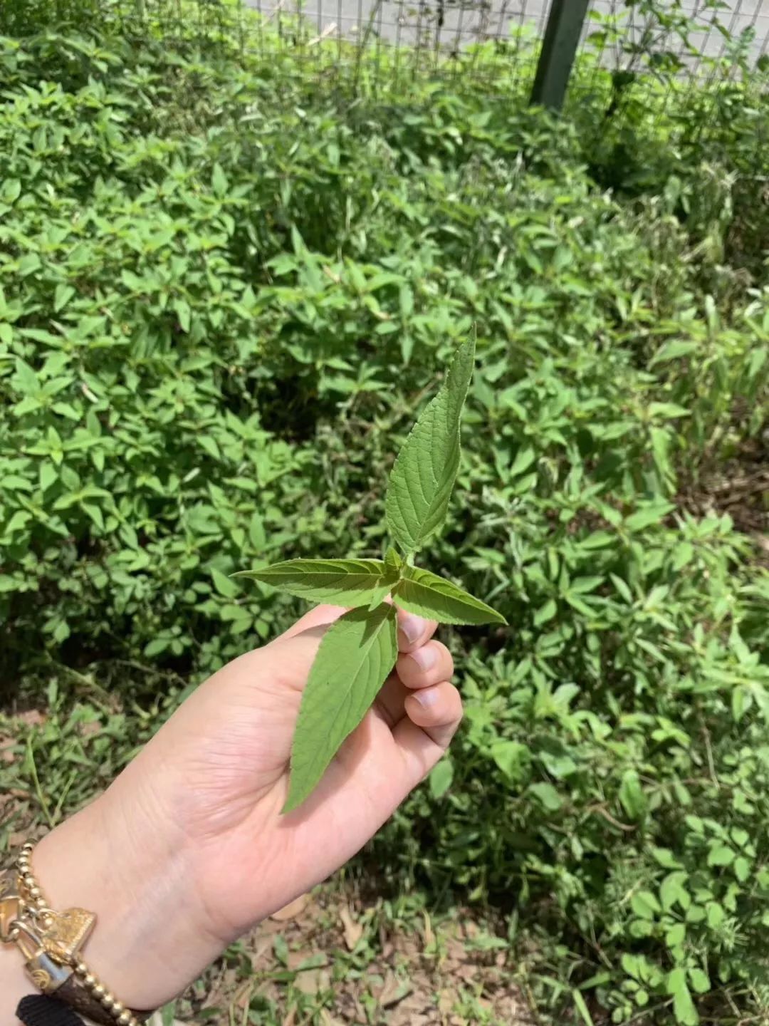 吃完就变富有的一顿饭：来自台湾非典型性富二代农夫Fudy