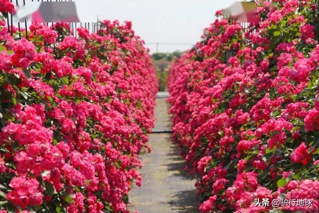 成都周边适合秋天看花的地方,成都周边看花攻略国庆节节