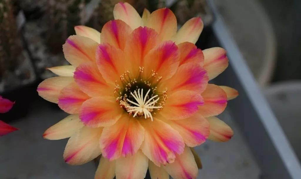 100种仙人球开花图鉴，平时丑丑的它们，开起花来，惊艳