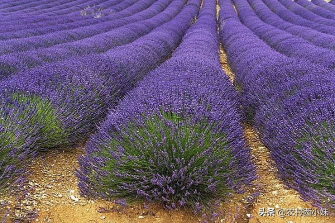 薰衣草种植方法全过程,最大的薰衣草种植基地