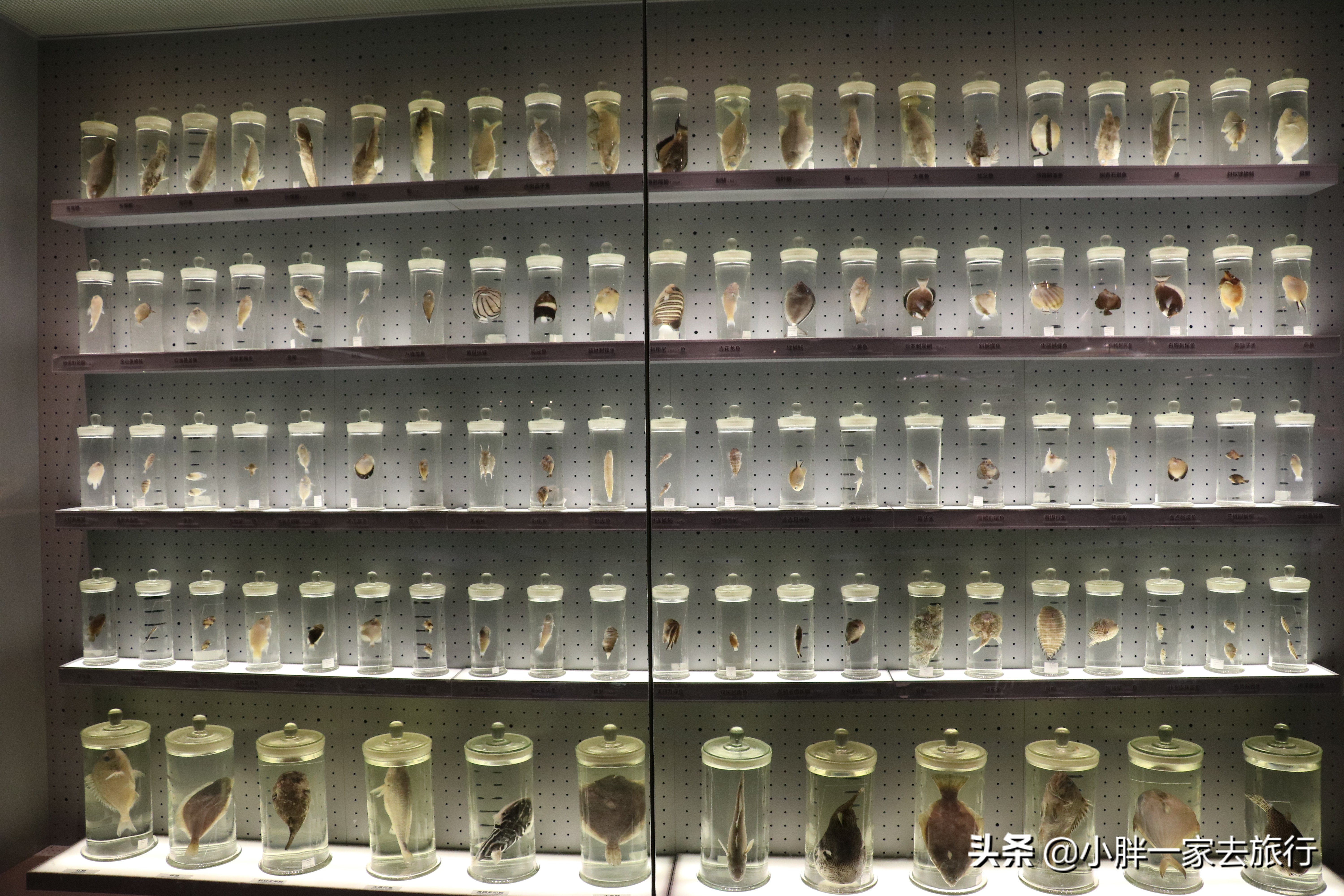 最大的北京海洋博物馆,海上故宫国家海洋博物馆