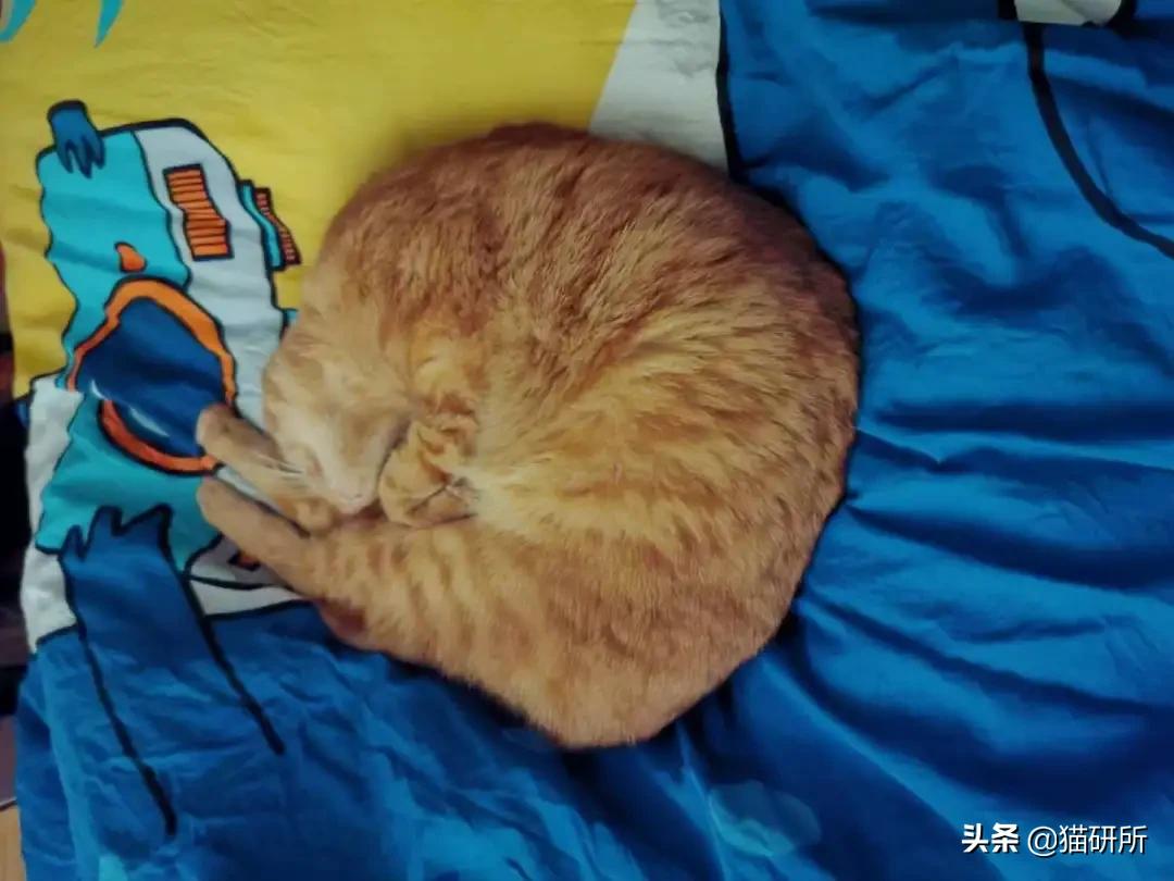 猫咪身上不同的味道代表什么,为什么猫咪的眼睛有不同颜色