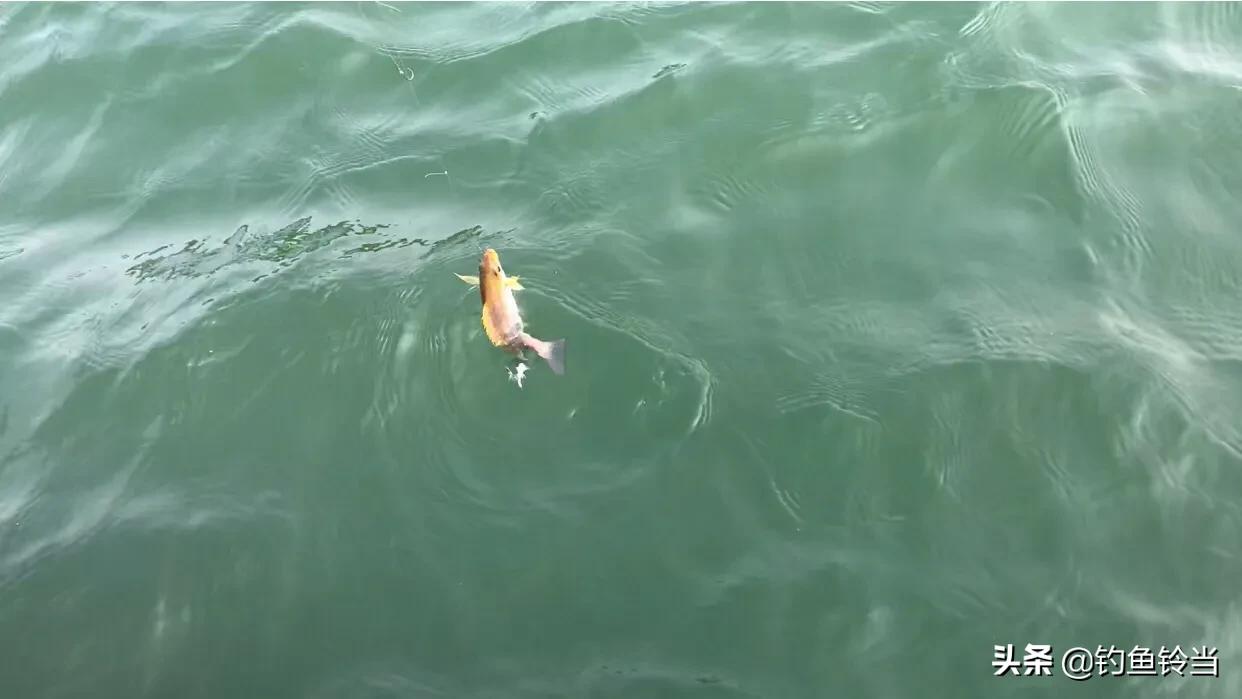 海钓黄鸡沉底钓鱼技巧,海钓黄鸡鱼用什么竿好