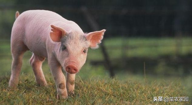 猪年歇后语大全100句,2019年有关猪的歇后语