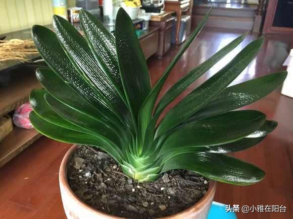 家庭君子兰开花期间怎么浇水施肥,君子兰开花期间怎么浇水加鸡蛋呢