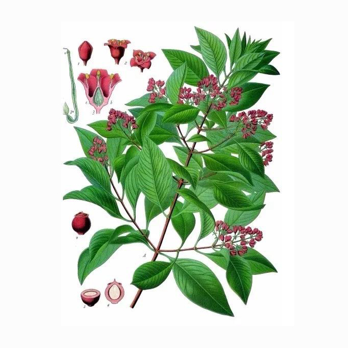 白檀檀香的功效与作用,梵克雅宝檀香跟白檀