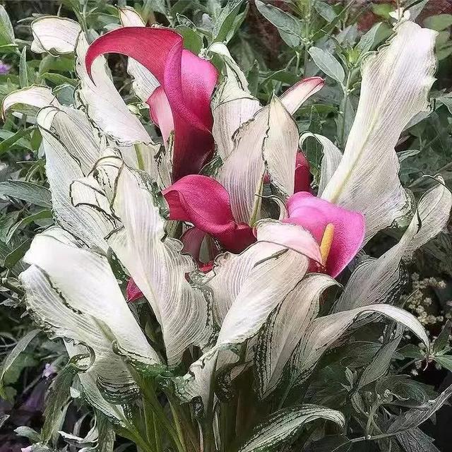 马蹄莲夏季怎么养才能开花快,马蹄莲怎样养才能爆花