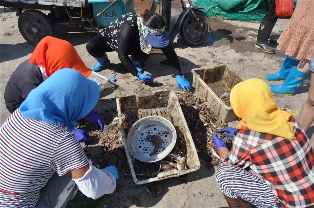 青岛开海了新鲜肥美的海鲜已上市,青岛开海红岛海鲜八大关