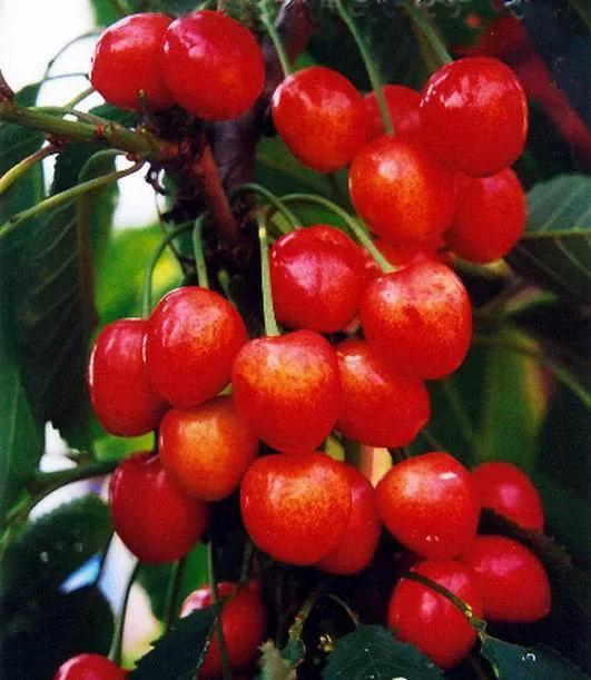 中国常见水果品种图片及名称,常见的水果种类100种名称